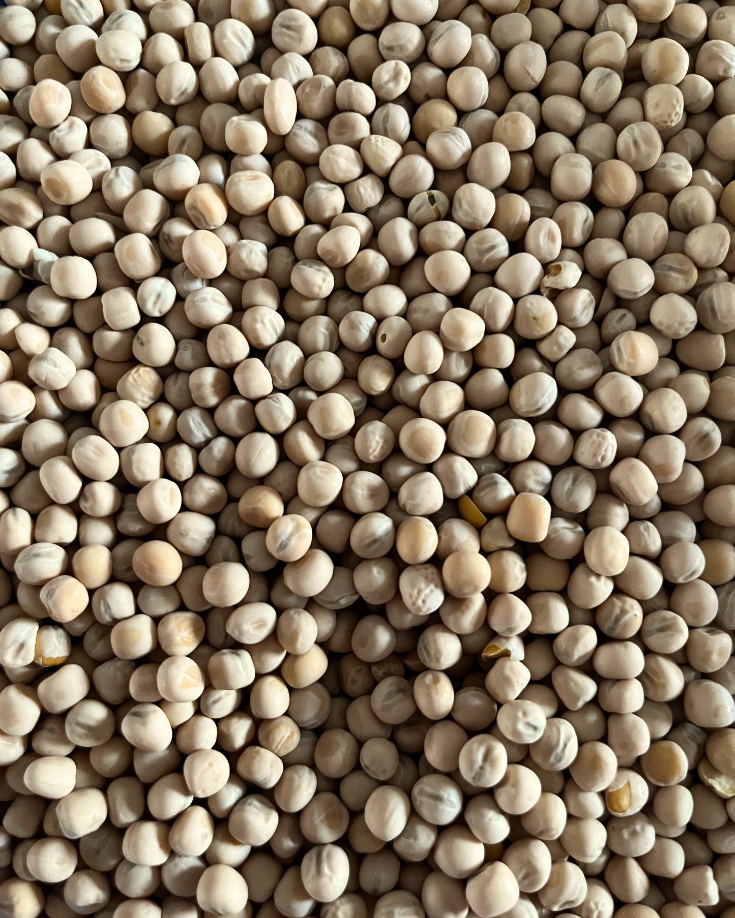Pois brut